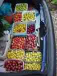 varied plums from flowering prunus, fruiting before maincrop plums