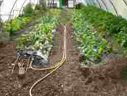 Open Day  Raw n Pure, 2018, Polebrook Hayes Organic Farm