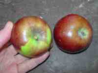 pomme noir heritage apple