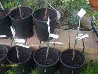 Leicestershire Heritage Apples: grafting of possible St Cecilia apples