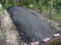 no-dig potato bed, potatoes sown, before shoots have emerged. 9 may 2010.