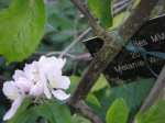 Price Charles apple blossom, leicestershire variety