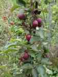 mere pippin and malus geneva seedling, both showing columnar growth (no branches)