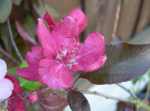 malus Purple Wave, new blossom