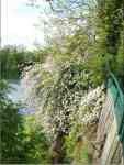 abseiling for apples? late winter apple tree on the quarry edge, in blossom