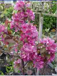 blossom on apple tree, var. Red Devil