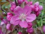 Red Devil Blossom: pic. Nigel Deacon.