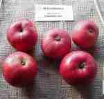 red foxwhelp cider apple