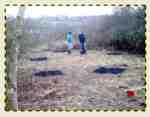 planting rare apple trees at the Reserve; late Jan 09