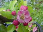 Rubaiyat, red-fleshed apple blossom