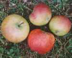 saint ailred, leicestershire apple
