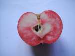 red fleshed apple, near salisbury; possibly Sops in Wine