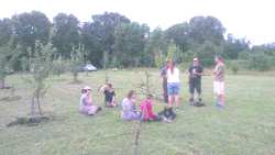 Orchard tidy-up, 3 Jul 2022