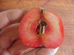 scarlet surprise, American redfleshed apple also known as 'firecracker'