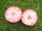 Aldenham purple, red-fleshed apple, nd photo,england.