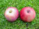 Aldenham purple, red-fleshed apple, nd photo,england.