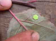 shield bug eggs