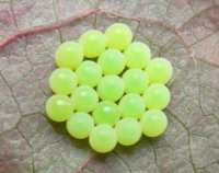 shield bug eggs