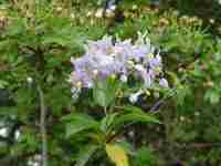 Chilean potato tree, relative of the potato