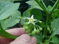 solanum weed - a wild relative of the potato