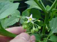 solanum weed - a wild relative of the potato