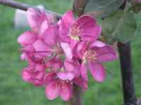 unusual pink blossom, 'sops in wine apple'