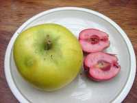 malus soulardii, red-fleshed apple