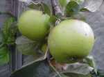 Spenser Seedless, nearly ripe, late Aug 2011