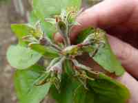 spenser seedless apple flower without petals