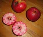 red fleshed apple, possibly Sops in Wine