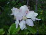 Surfleet Sour, blossom