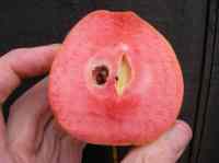 surprize, red-fleshed apple