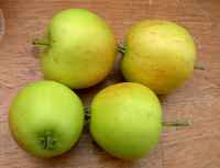 leicestershire sweetings apple