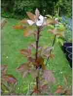 malus webster pinkmeat, american red-fleshed apple variety not available in England
