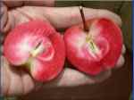 weirouge; german apple; redfleshed commercial variety