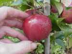 Weirouge, redfleshed German apple.
