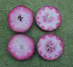 two redfleshed apples founds growing as seedlings in whetstone, leicestershire 