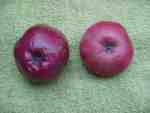 the same two unidentified apples, uncut: pic. Nigel Deacon.