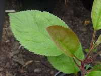 apple seedlings, various english x redfleshed, 3 jun 2011