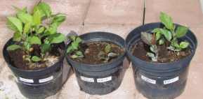 6 seedlings, darcy spice x mott's pink