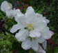 Witney Deer Park Apple blossom