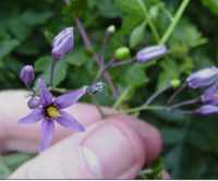 woody nightshade - a relative of the potato