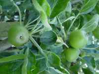 apple seedlings, various english x redfleshed, 3 jun 2011