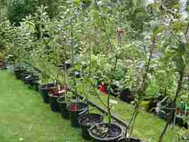 young apple trees on rootstock mm106, three years after grafting