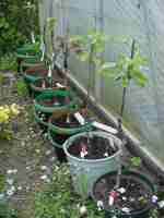 young apple trees on rootstock mm106, six weeks after grafting