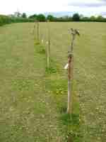 young apple trees on rootstock mm106, two years after grafting