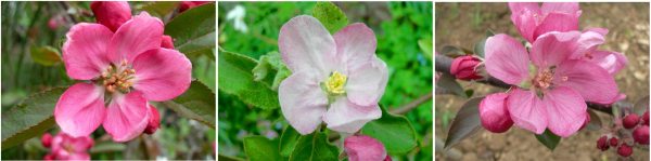 apple blossoms, leicestershire heritage apple project